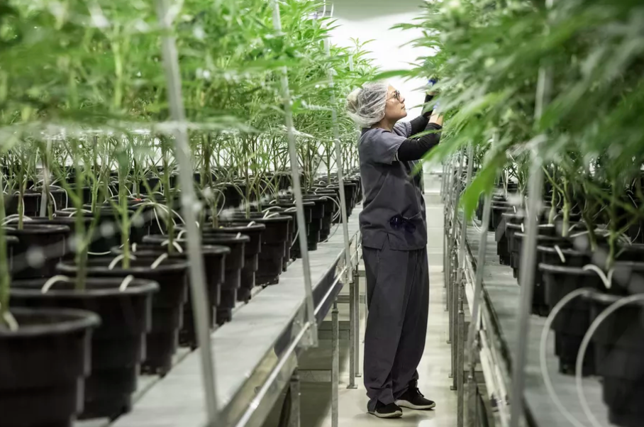 Illinois could grow over 1 million pounds of legal pot by 2025, report says