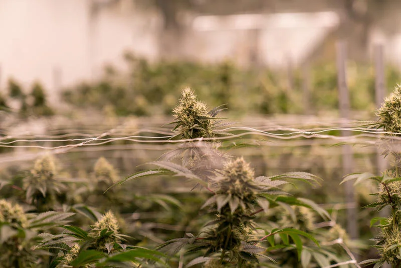 Ascend Wellness—Steady Marijuana Sales Mean Security For Illinois Cities With Dispensaries 