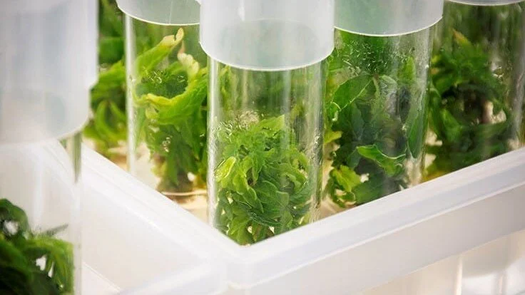 A Look at Front Range Biosciences’ Space Mission to Study the Effects of Zero Gravity on Hemp Plants