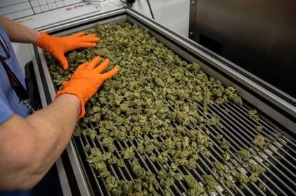 High Times Cannabis Cup coming to Illinois for the first time with public judging to see what pot products are the best