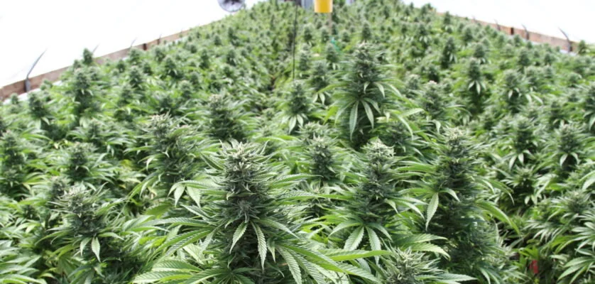 SF Dispensary Aims to Outsmart the Pandemic