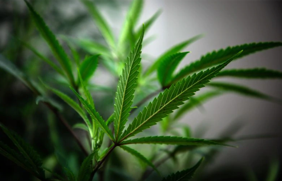 Illinois recreational marijuana sales hit nearly $64 million in August, marking a new record