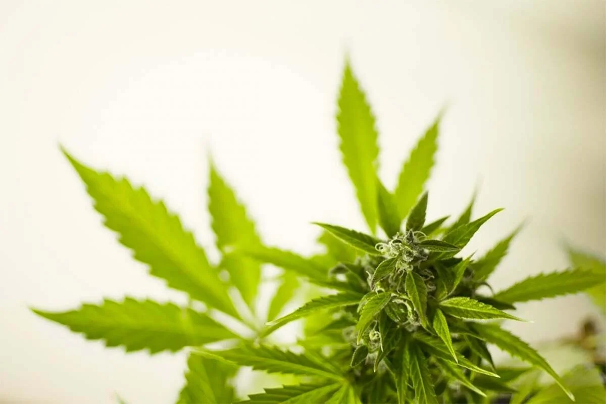 Two more recreational cannabis dispensaries planned in Grand Rapids