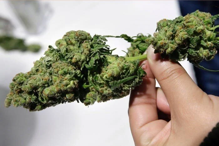 The 5 top cannabis startups that VCs can't stop talking about
