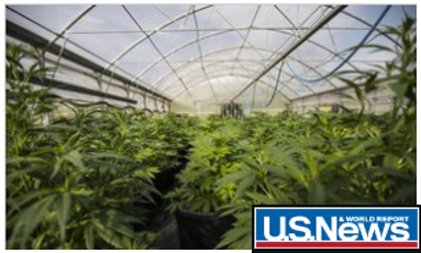 Liquidity and prices in cannabis stocks dipped recently, so now is a good time to buy