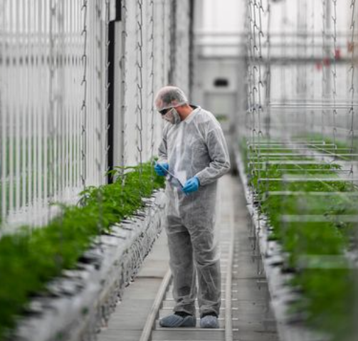 Cannabis fintech company Würk legally steers around federal pot prohibition with tax credit