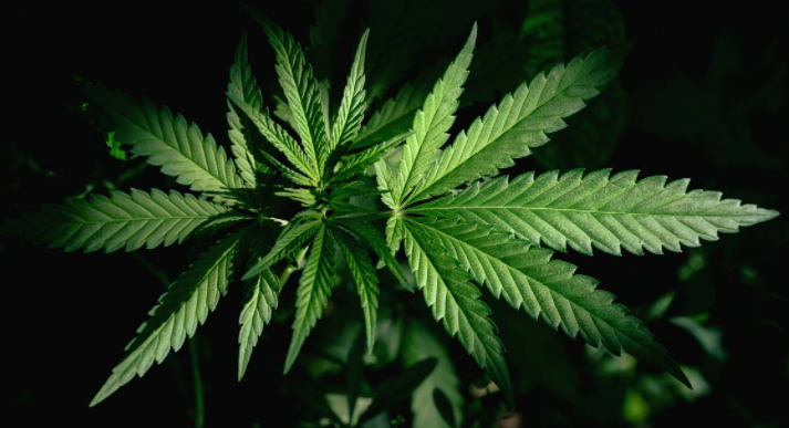 California State Fair to hold first marijuana competition