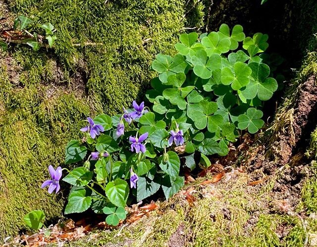 Aleluyas y violetas en el &ldquo;regazo&rdquo; de un haya #esles #haya #cantabria dog violet and wood sorrel in a beech &ldquo;bosom&rdquo;