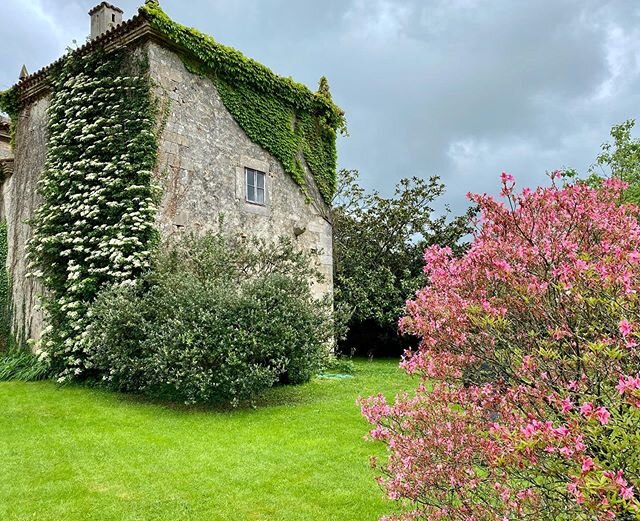 #hydrangeapetiolaris y #azalea en casa de mi amigo #leoib&aacute;&ntilde;ez #saro #cantabria