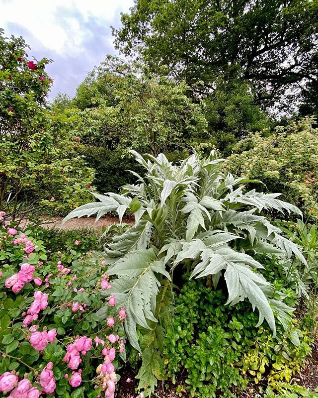 #cardo #cynaracardunculus y #rosaraubritter en #cotubin #paisajismo #luisgonzalezcamino #caminopaisajistas #jardines #gardendesign #landscapedesign