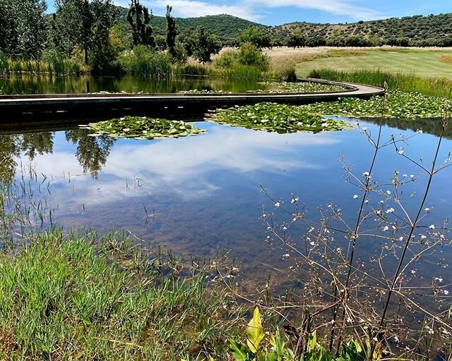 #alisma plantago-aquattica y #nenufares #luisgonzalez-camino #paisajismo #jardines #gardens #gardendesign #landscapedesign