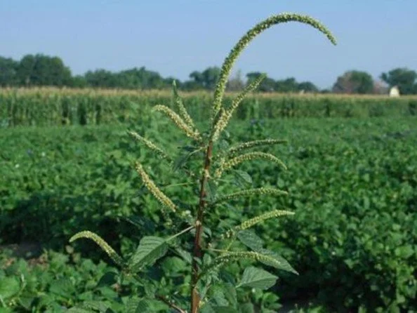 Palmer amaranth
