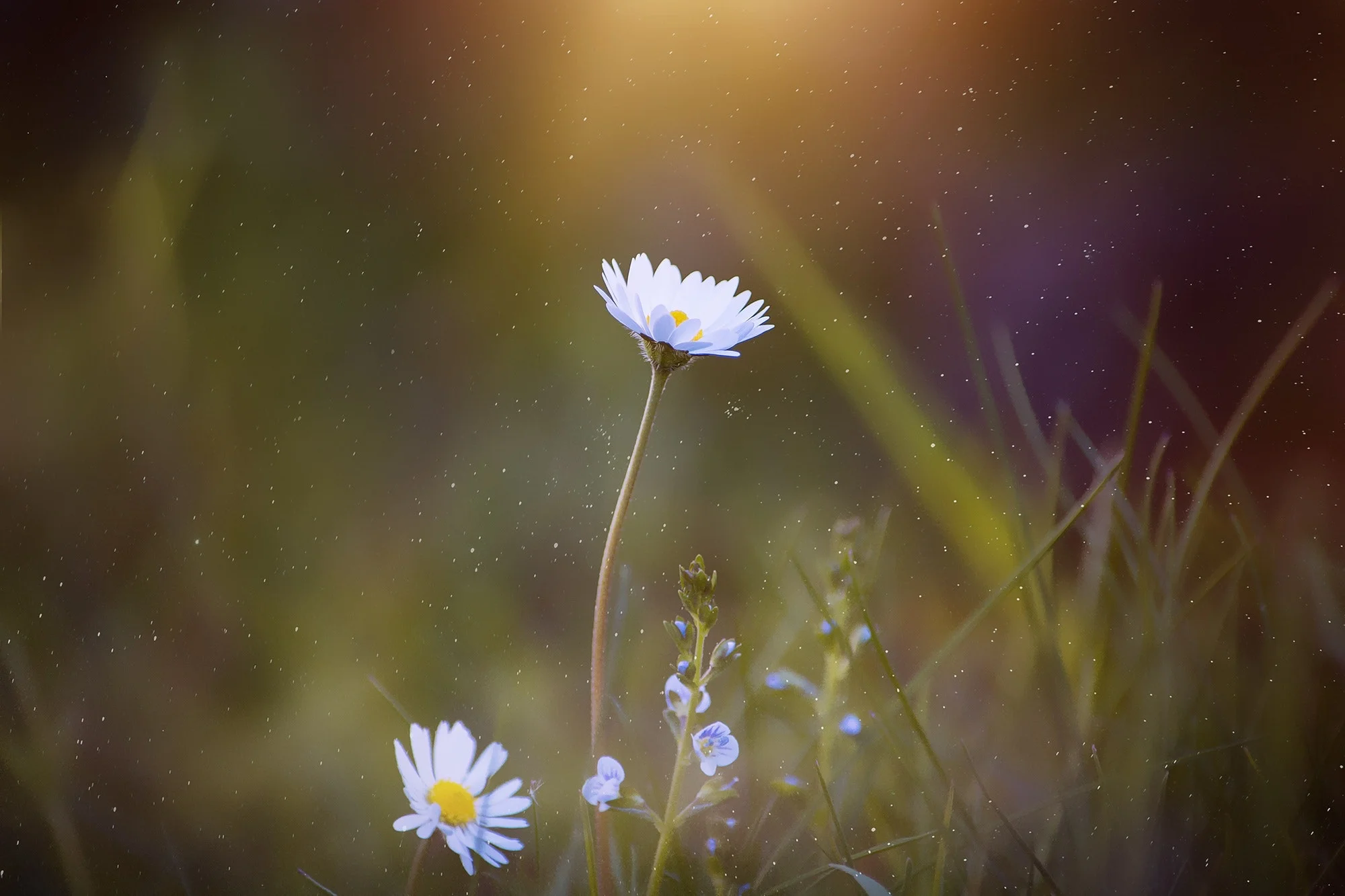blooming-blur-close-up-459059.jpg