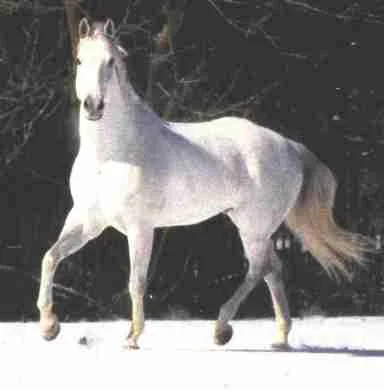 riding the white horse – part two of a two-sides to every story tale.