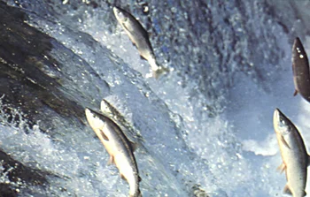 Swimming Upstream