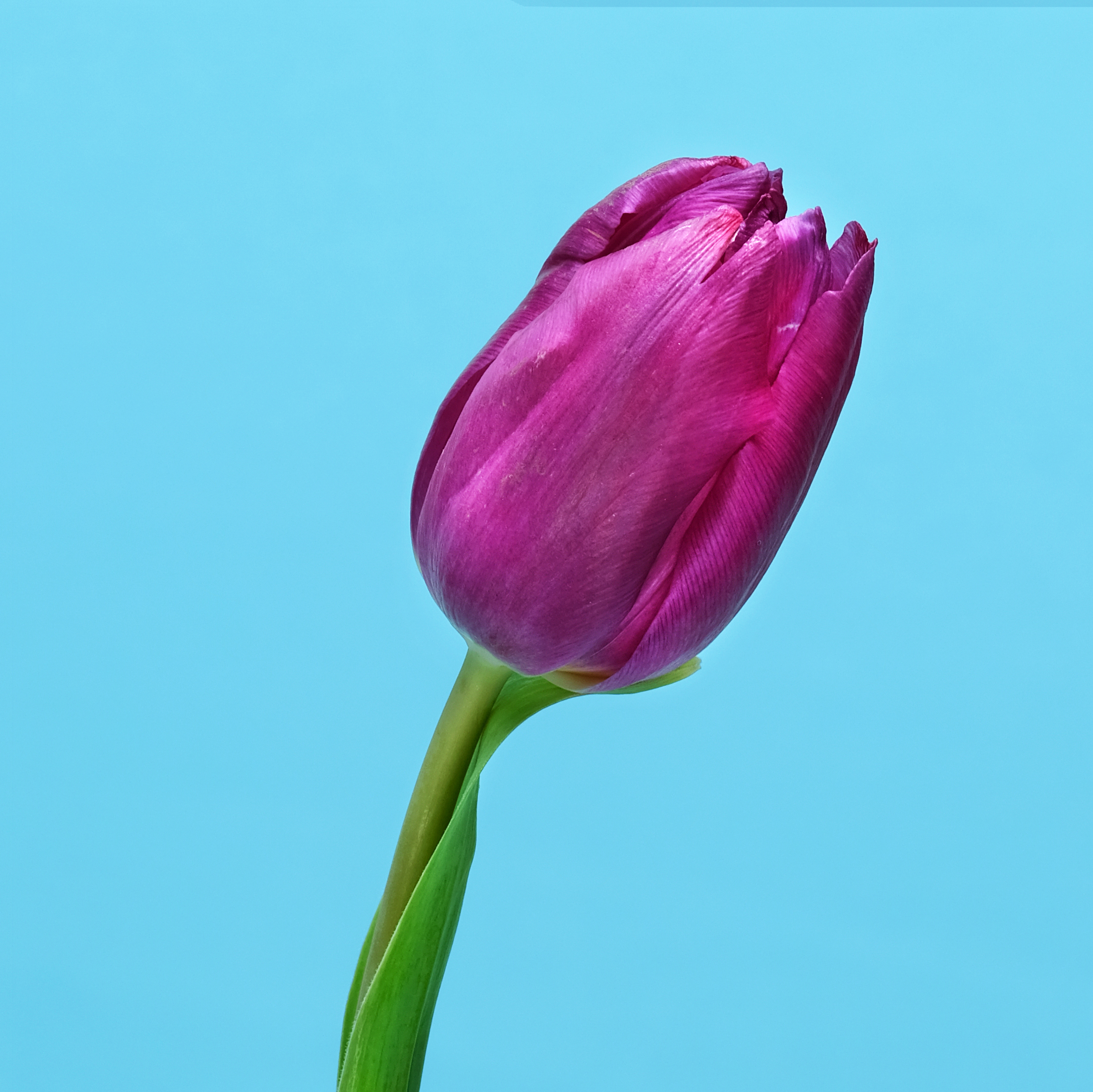 sub-tulip-purple.png