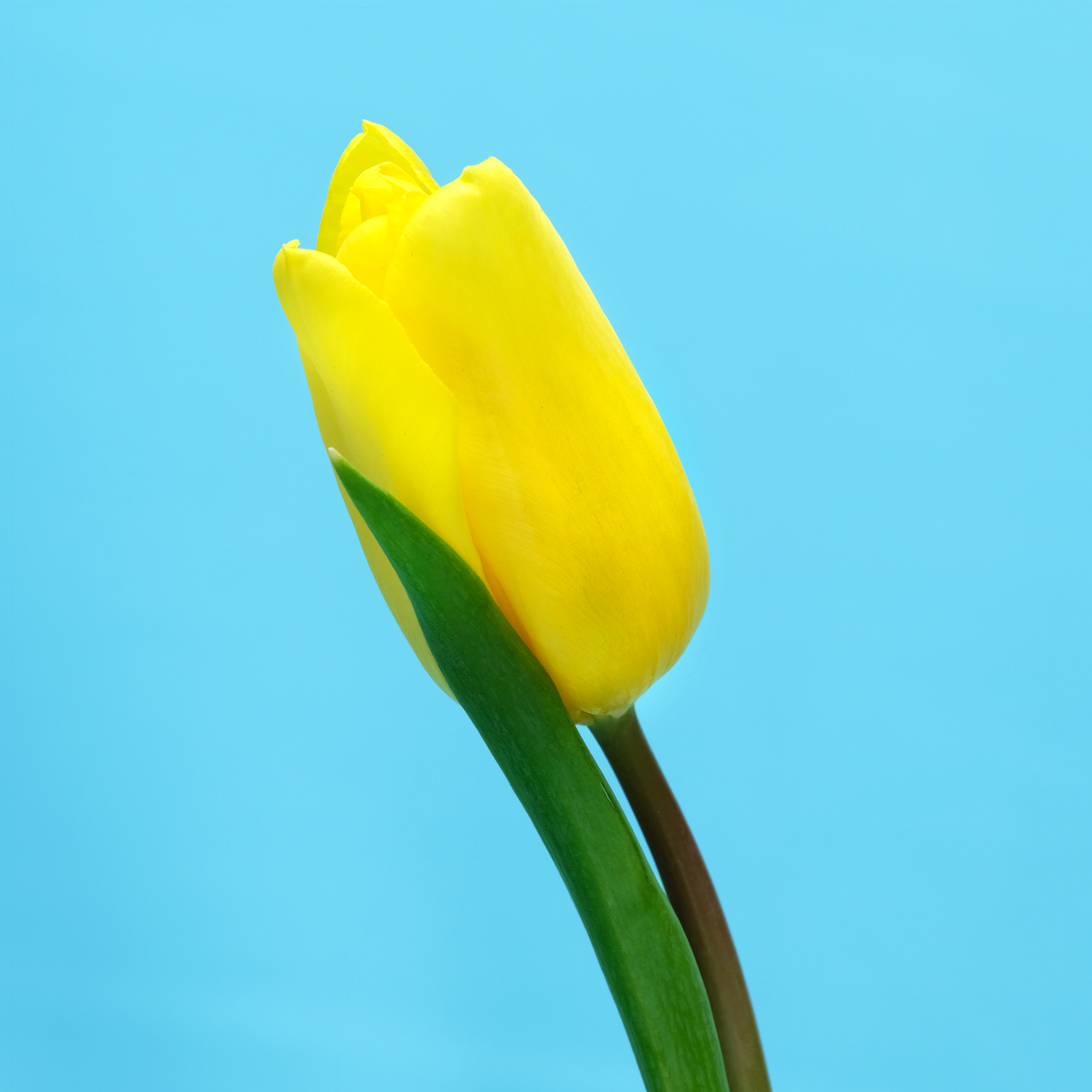 sub-tulip-yellow.png