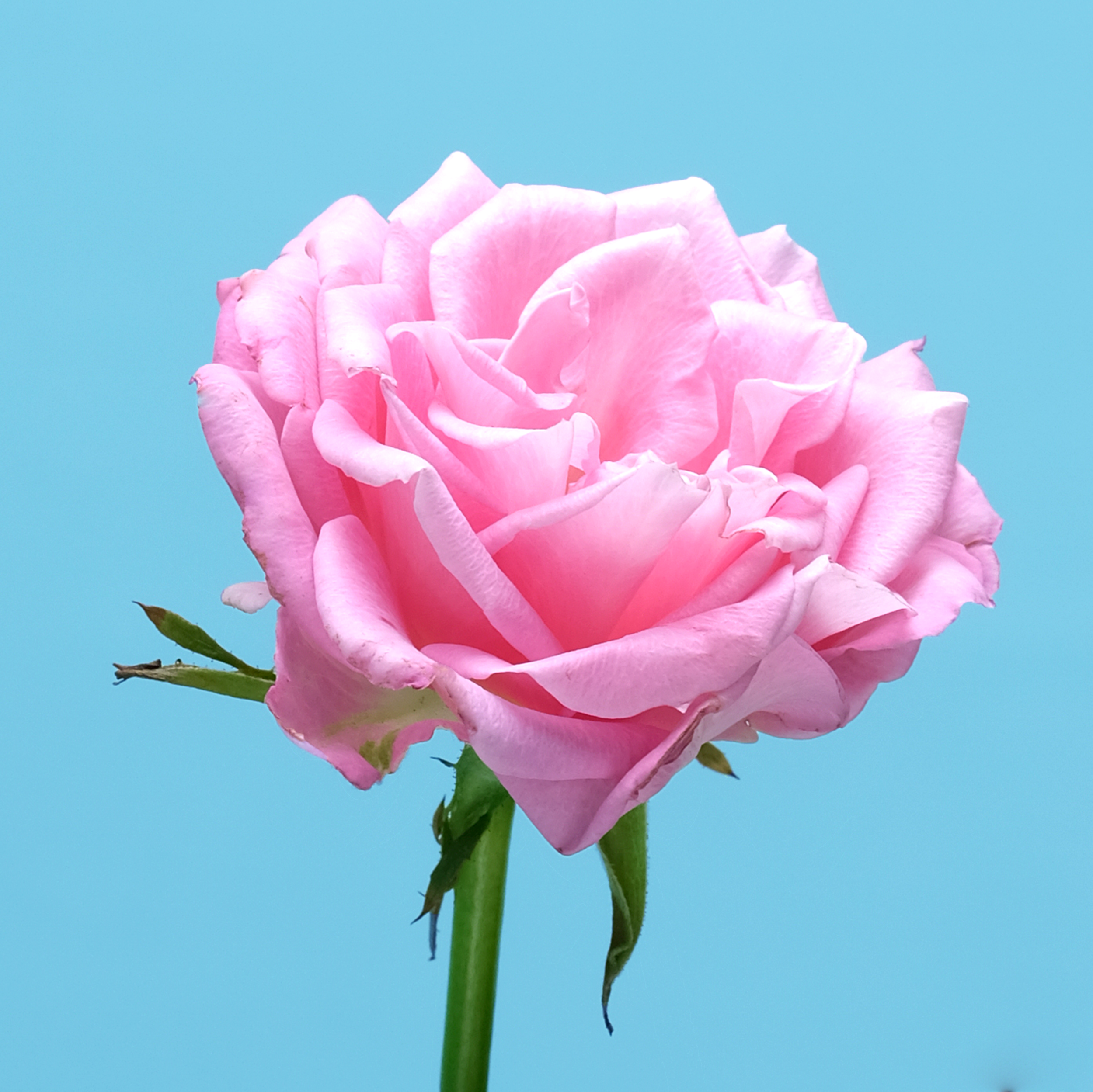 sub-localrose-pink.png