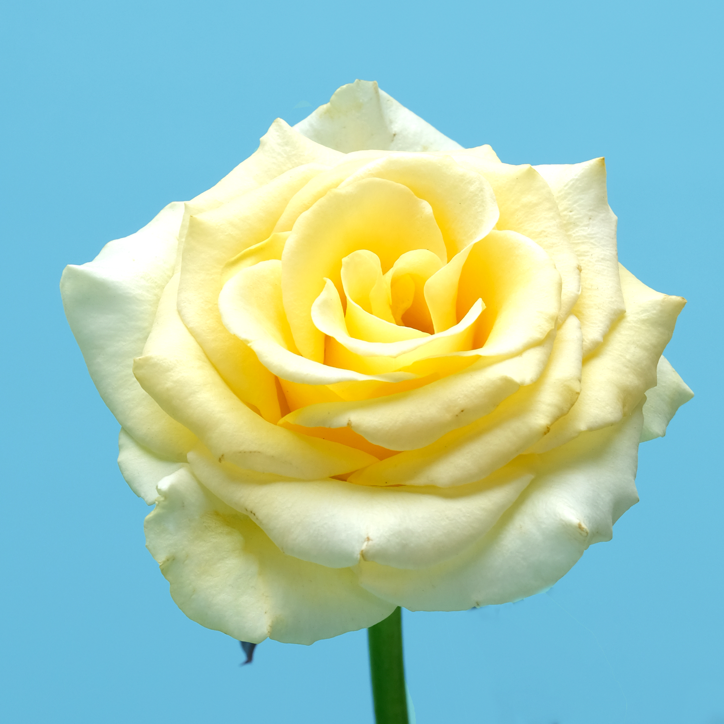 sub-localrose-yellow.png