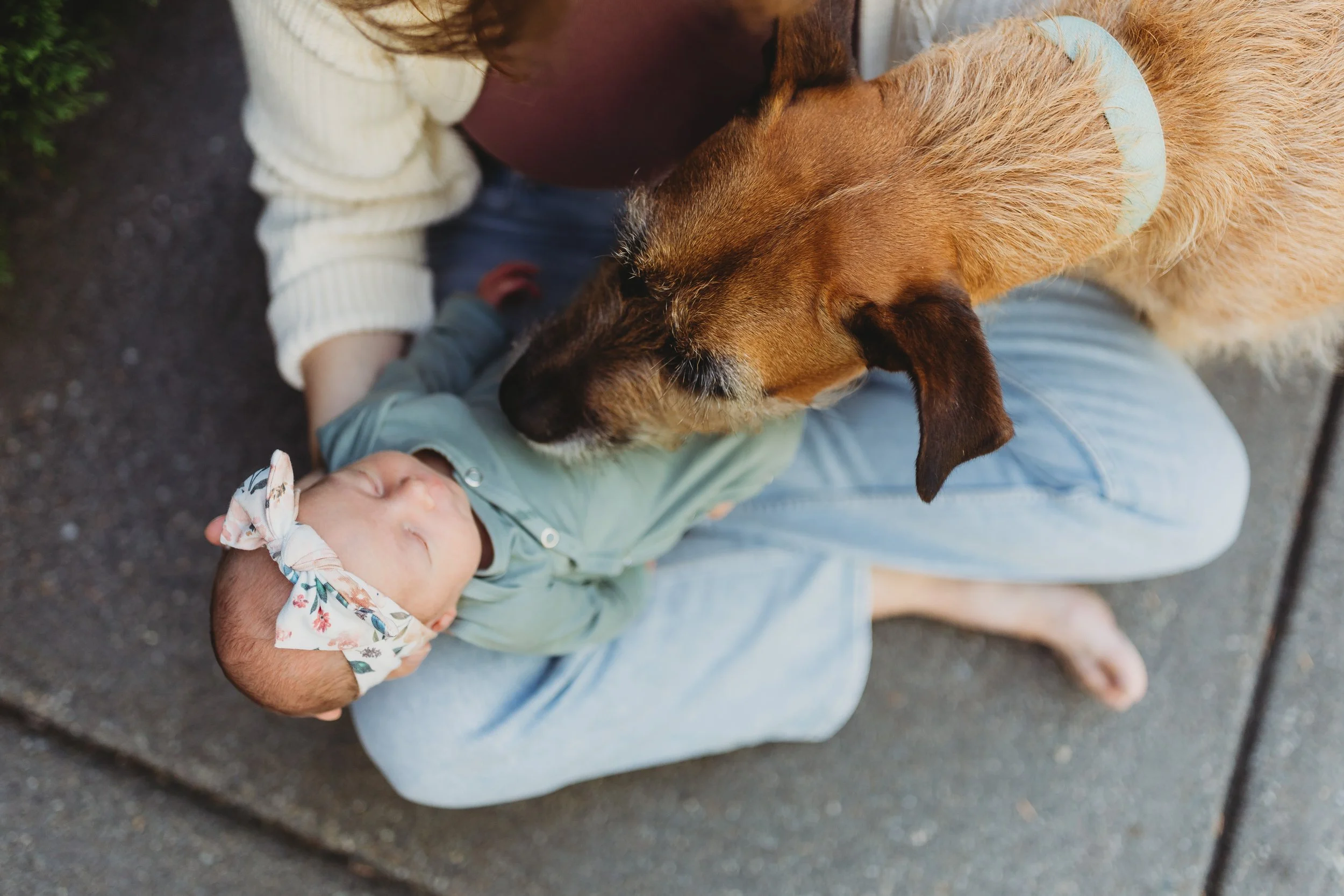 Dog gently sniffing a sleeping newborn during an in-home lifestyle photo session in Seattle.