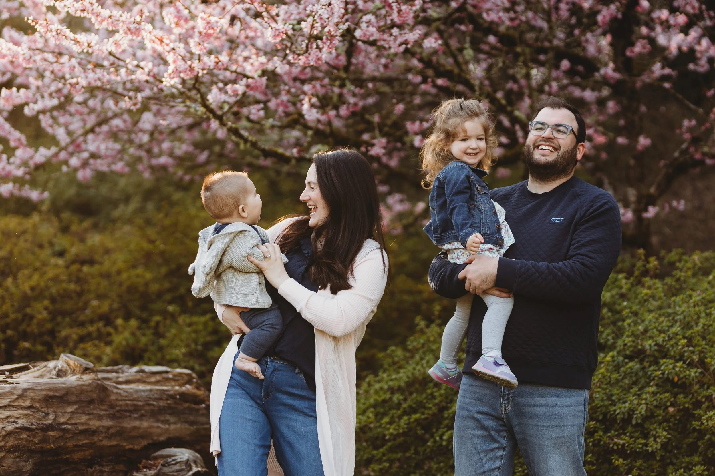 Joyful family of four — mom holding infant, dad lifting toddler daughter — laughing together beneath pink cherry blossom trees at golden hour during a Seattle spring family photo session