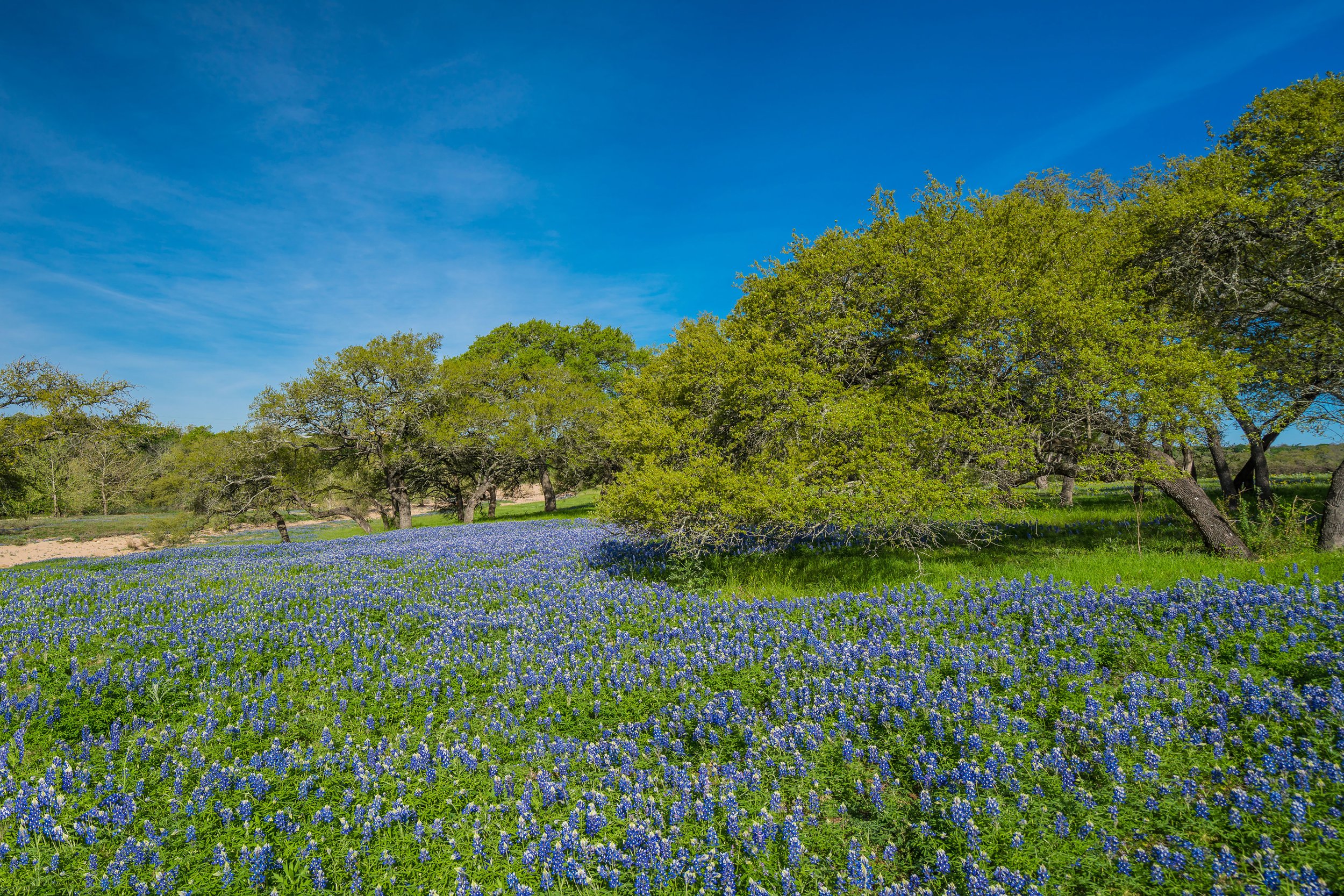 Hill Country Bluebonnets-Anders Realty.jpg