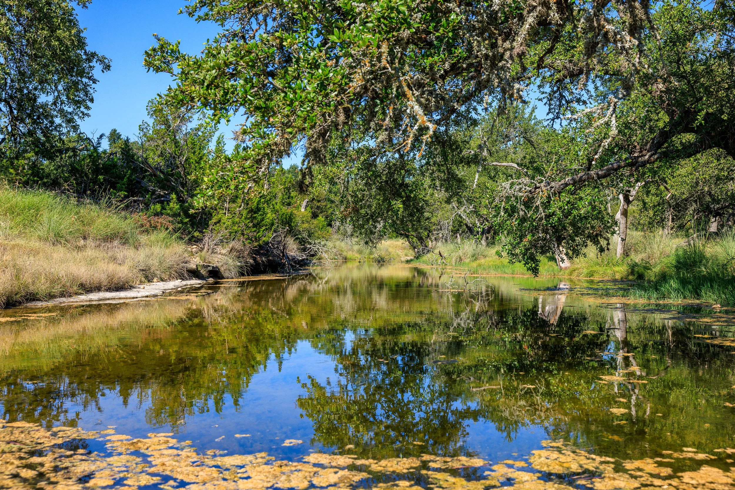 GRAPE CREEK MEADOW | Gillespie County