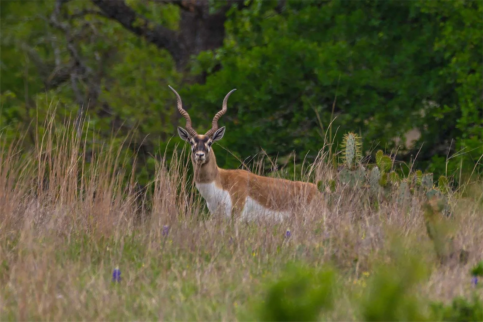 RECREATIONAL PROPERTY