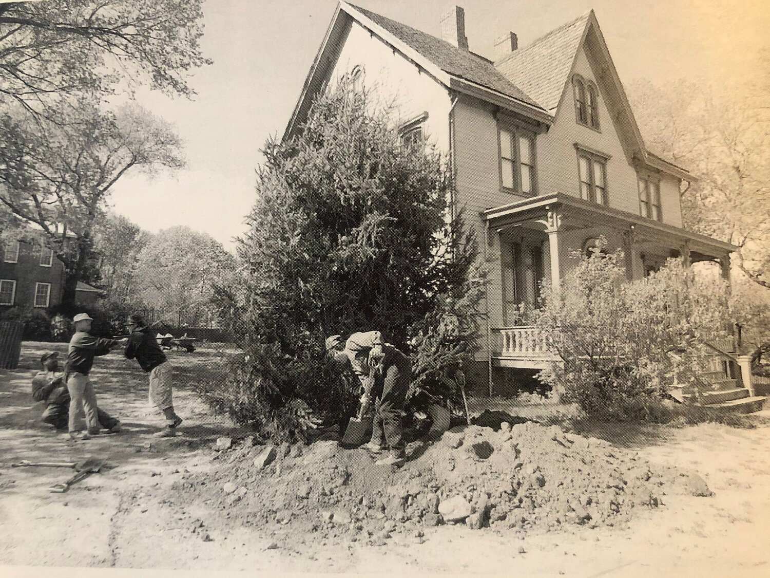 Barton+Tree.jpg