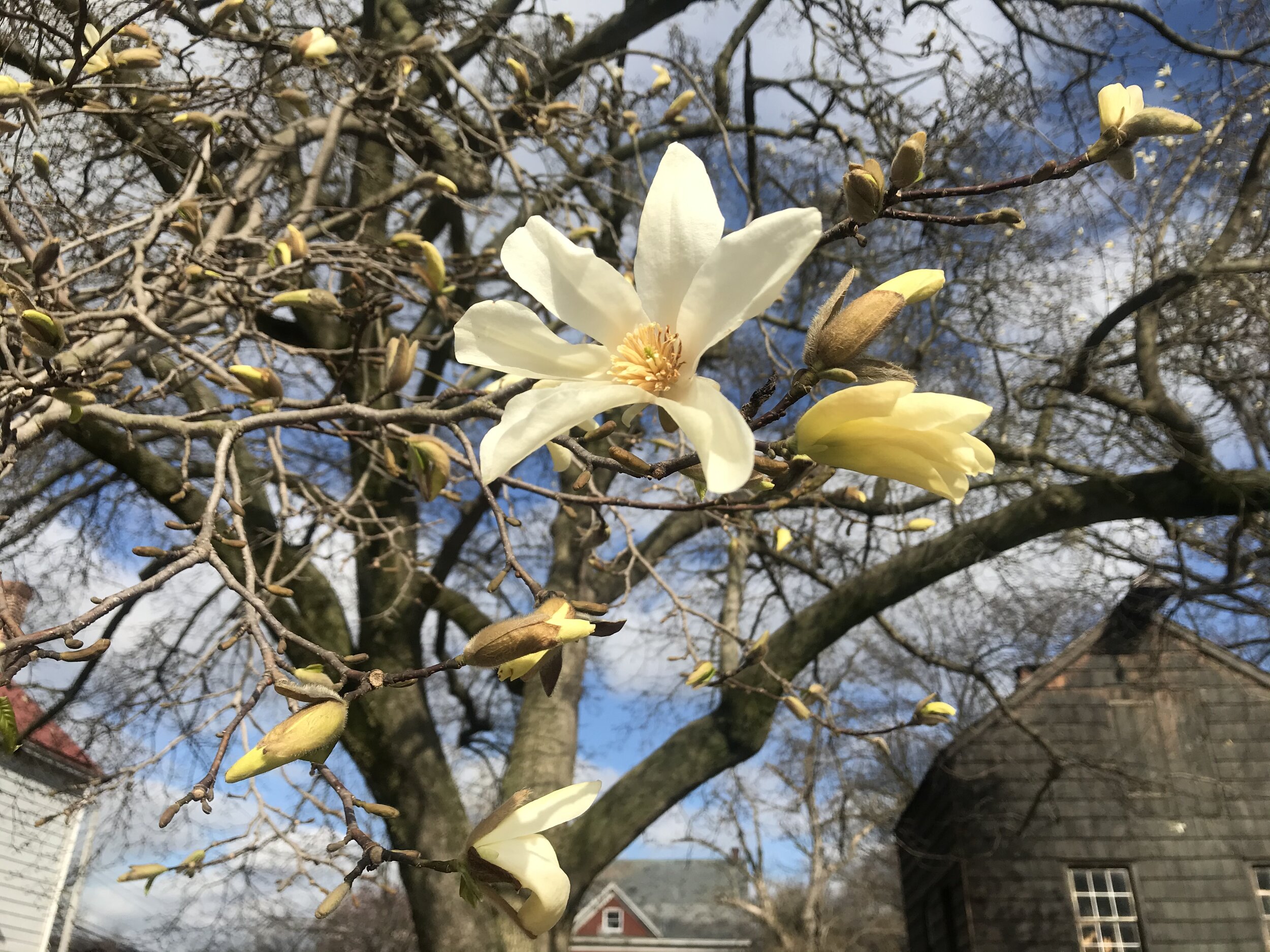 A Yellow Star Magnolia