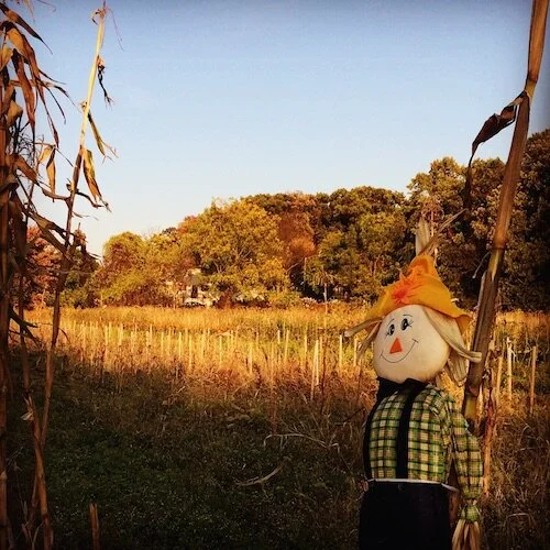 Pumpkin Picking at Decker Farm — Historic Richmond Town