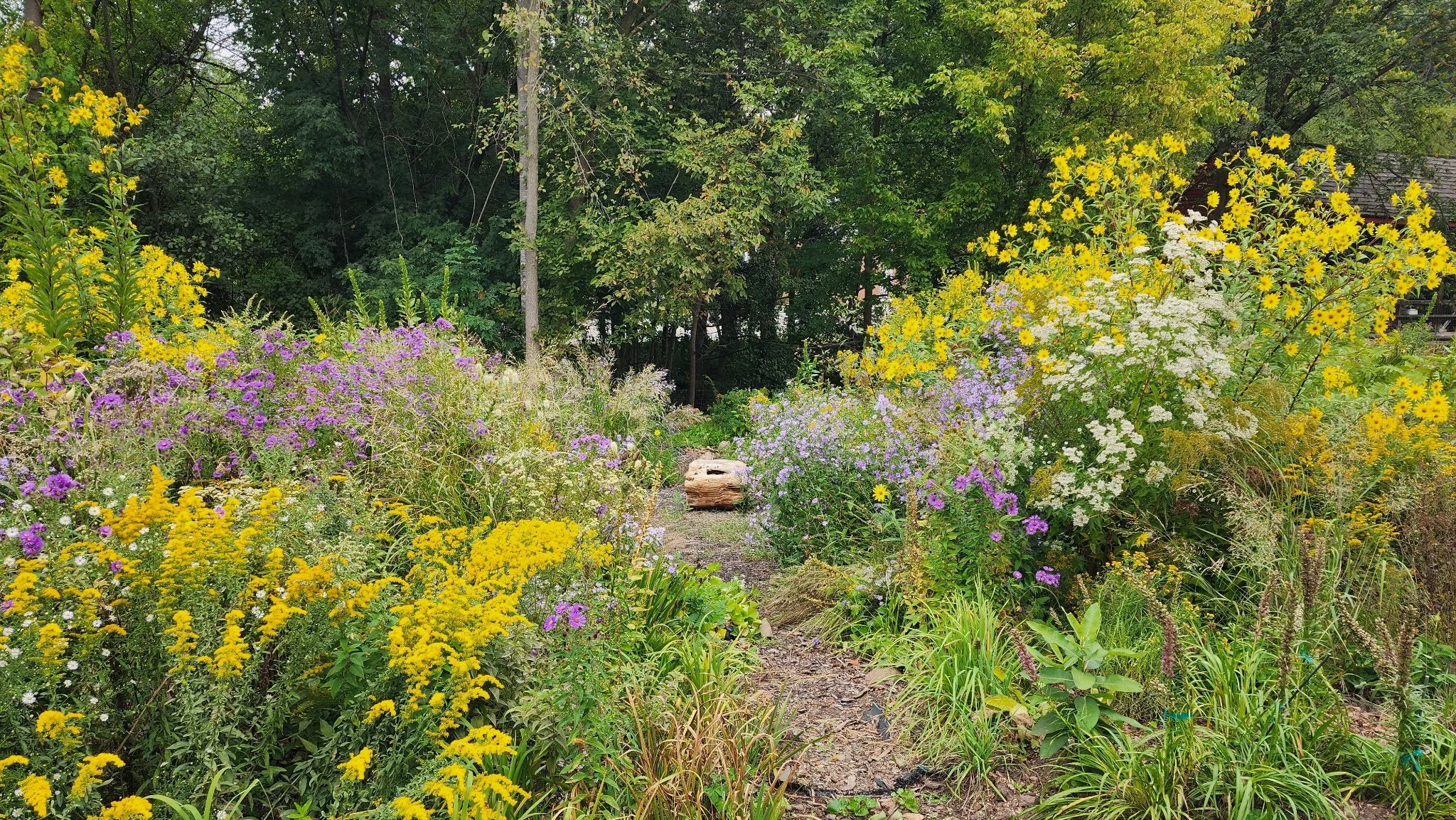 Historic_Richmond_Town_Monarch_Meadow_09_2025_3 (1).jpg