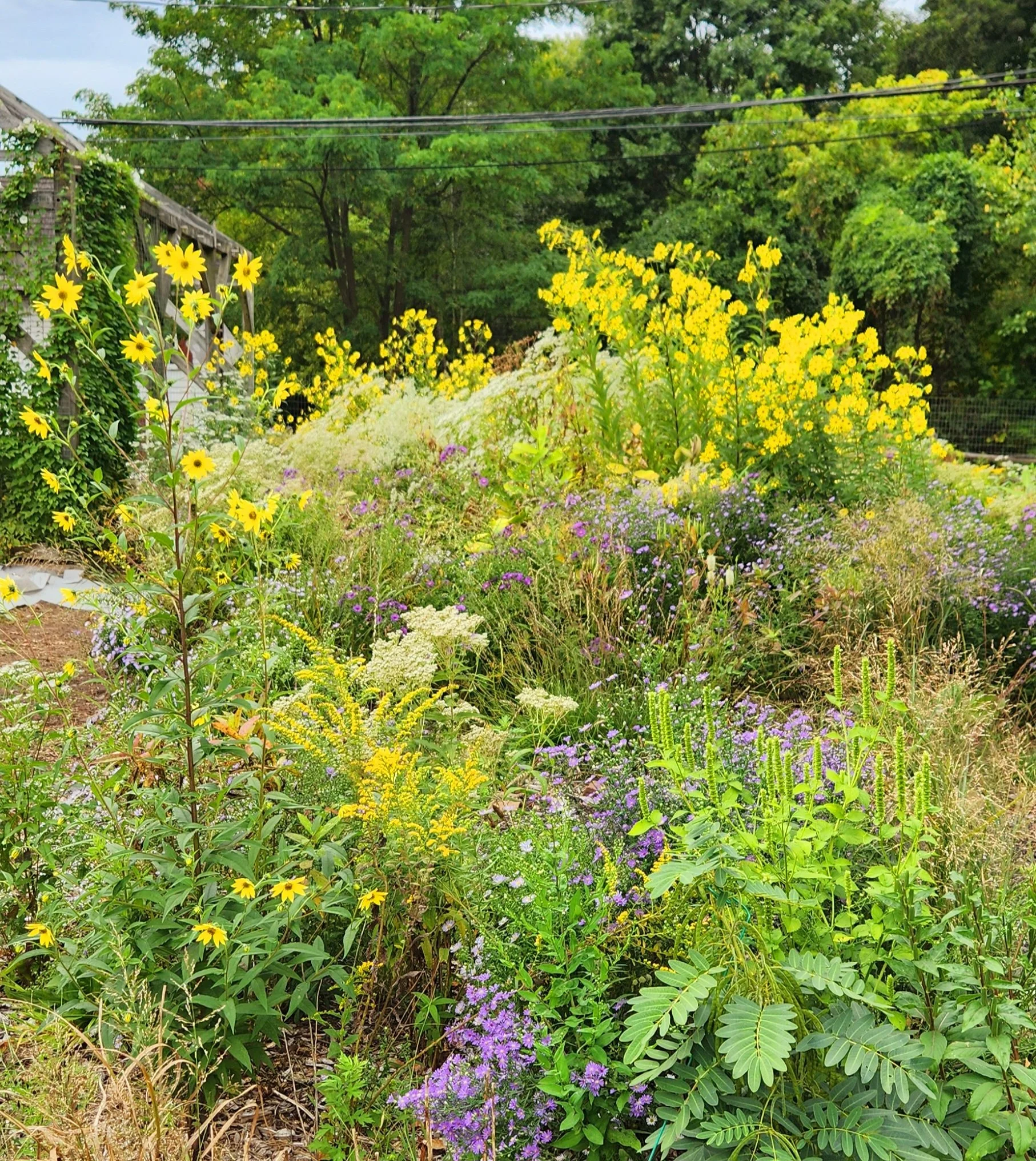 Historic_Richmond_Town_Monarch_Meadow_Summer_2024.jpg