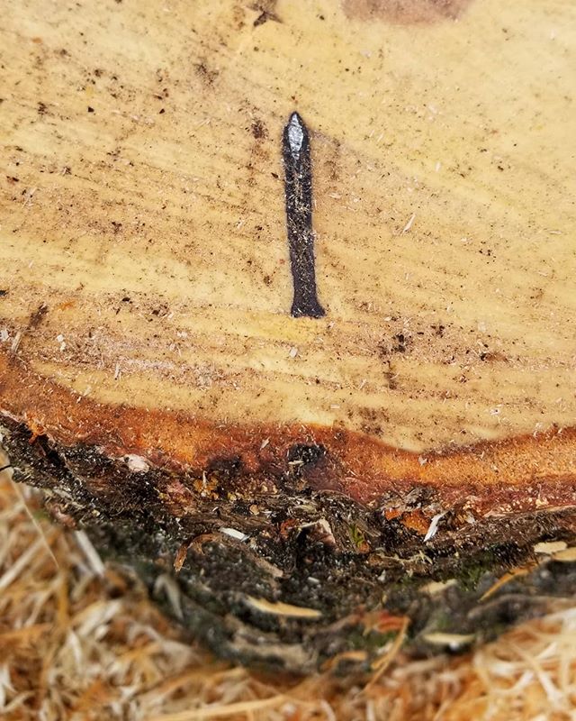 It happens to the best of us...saw was cutting great until this. I wonder what it was put there to hold?

#birchwood #treenails #alongtimeago #dullchainsaw #thefraservalley #treeguys