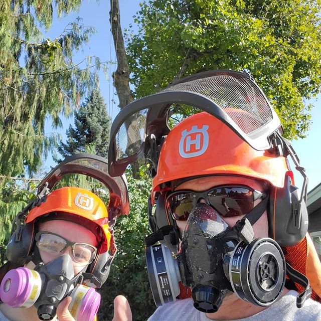 Removing a gnarly London Plane tree in Mission today. Respirators, on top of our regular safety gear are mandatory for this type of tree.
If you have bad allergies and have a London Plane tree nearby, you may want to consult your local arborist for m