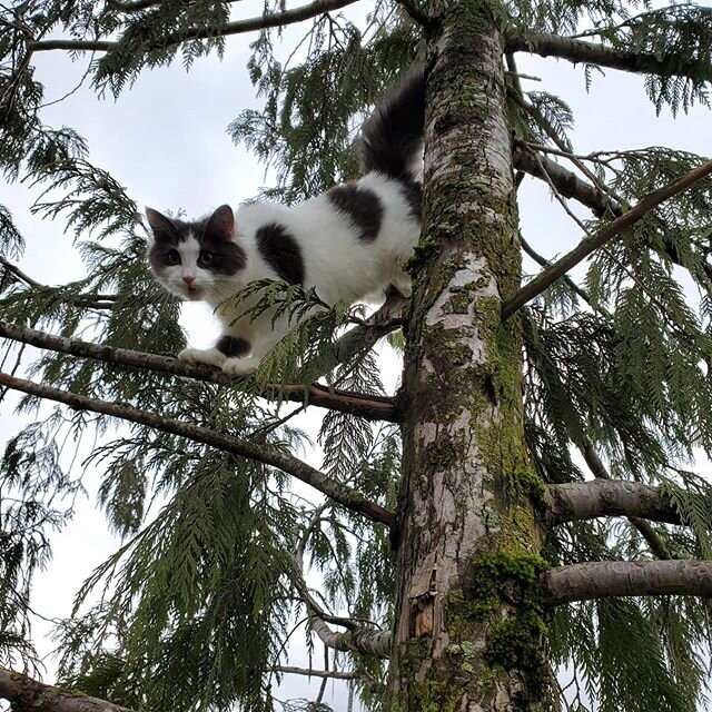 6 month old kitten rescue today. She had only been up there for just over 24 hrs but was meowing loudly to come back home. 
Just one of the many services we offer. Another interesting day in the tree industry.
#kittens #kittensofinstagram #rescuekitt