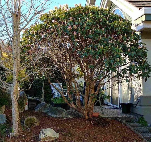 Before and after. We were able to save and transplant the rhododendron to another location. Good times were had by all!
#yardwork #re&amp;re #landscape #landscaping #transplanting #rhododendron #abbotsfordbc #fraservalley #improvement