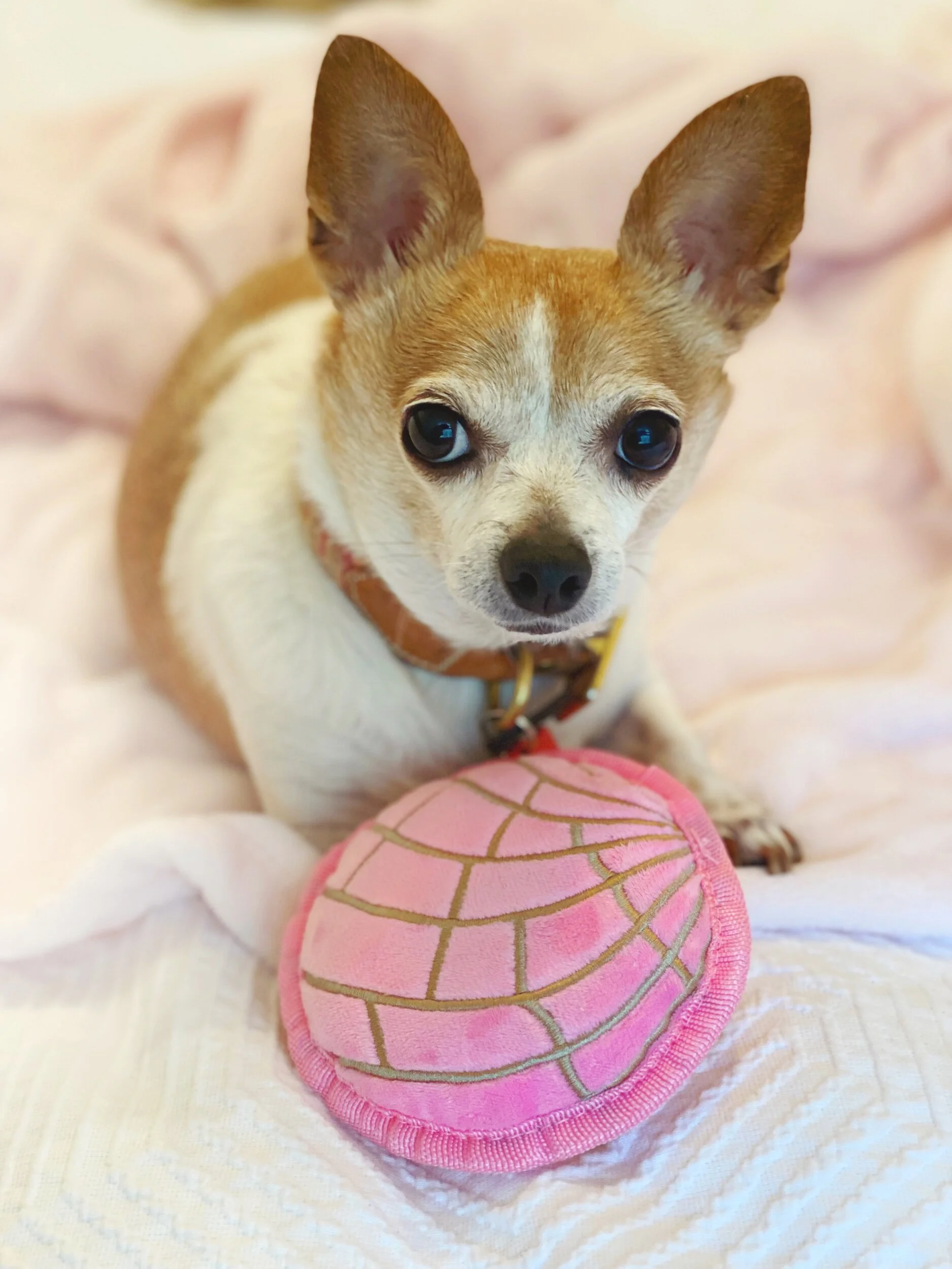 01FE1BAF-3786-47D5-BEDC-DA5F3578CB6D