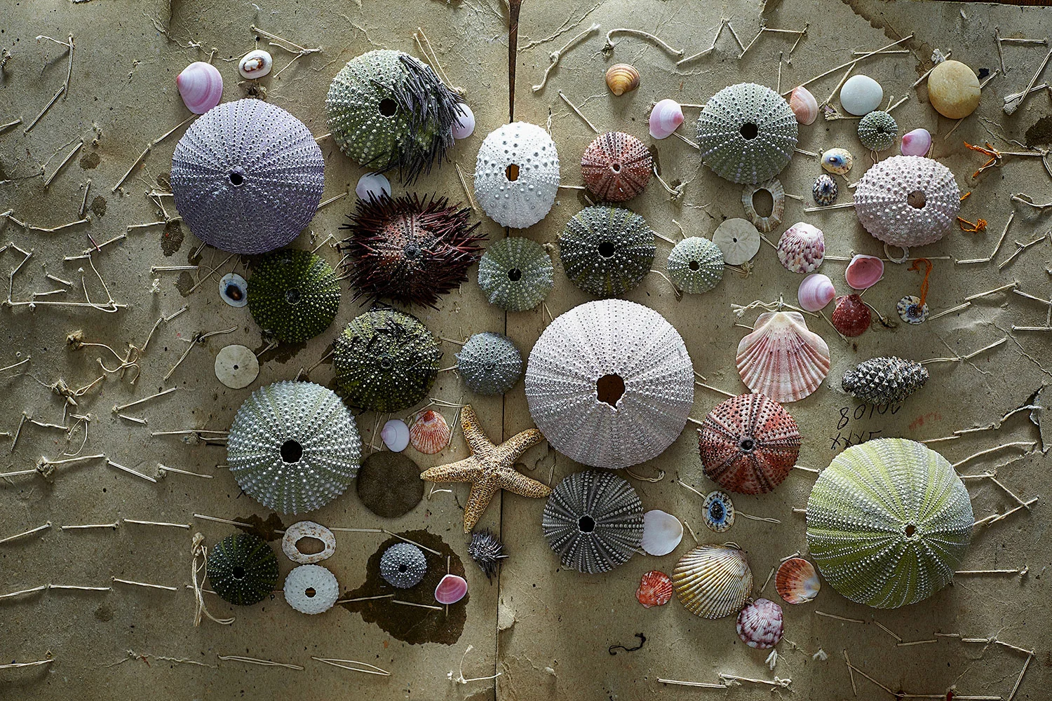 randazzoblau-still-life