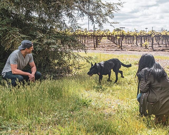 Proper #socialdistancing. Even Laci, the pup, is listening. We mentioned we we&rsquo;re going to start delivering...Aaaand we&rsquo;re ready to take your order! During quarantine, we want you to have cider, so we&rsquo;ll deliver locally for a low fl