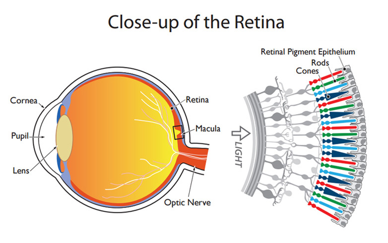 Retina - Definition and Detailed Illustration