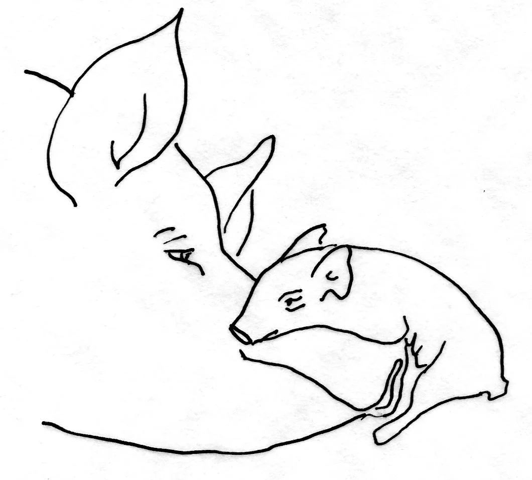 #11: pig love, mother and child