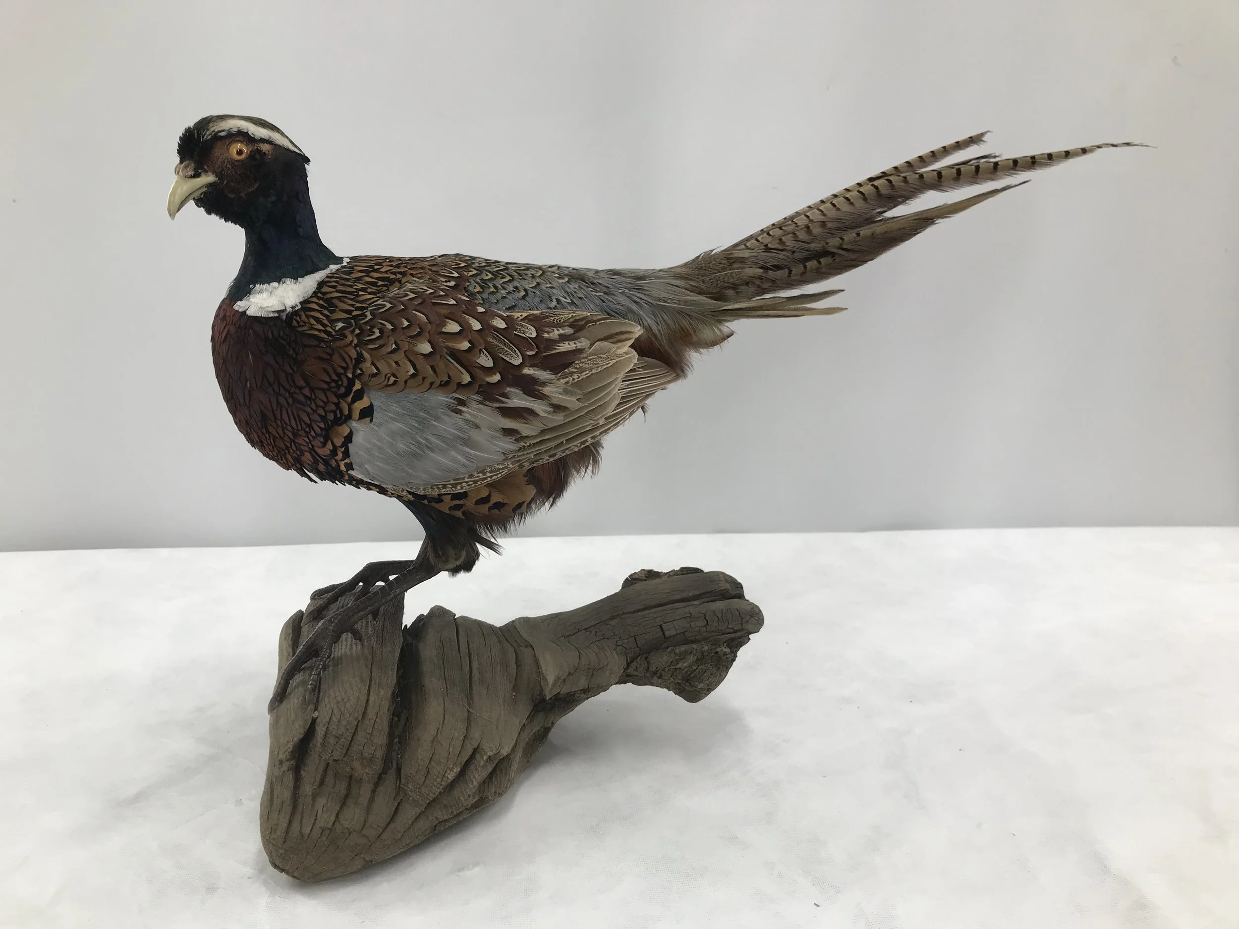 Ring-necked Pheasant, 2016