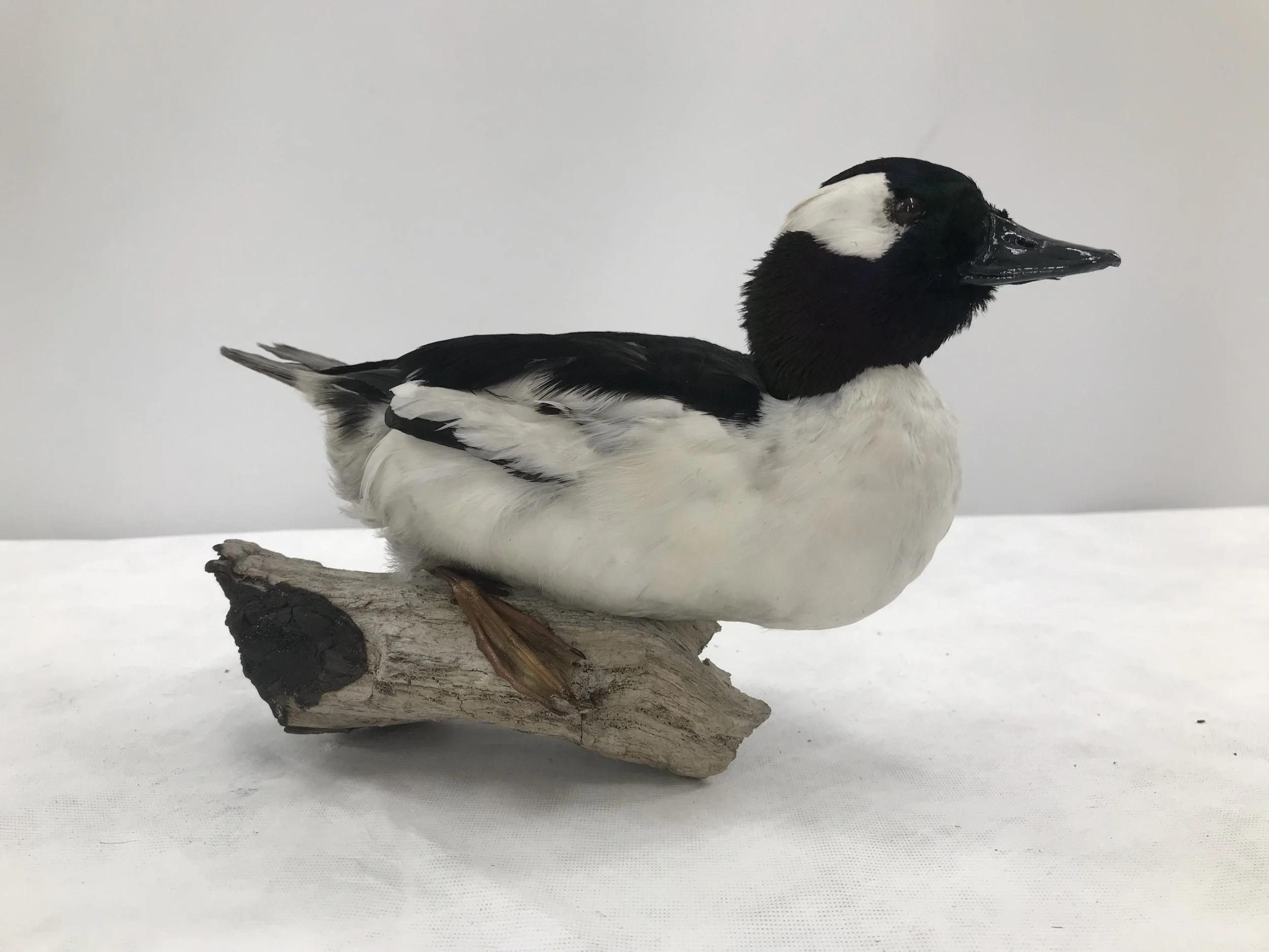 Bufflehead, 2017
