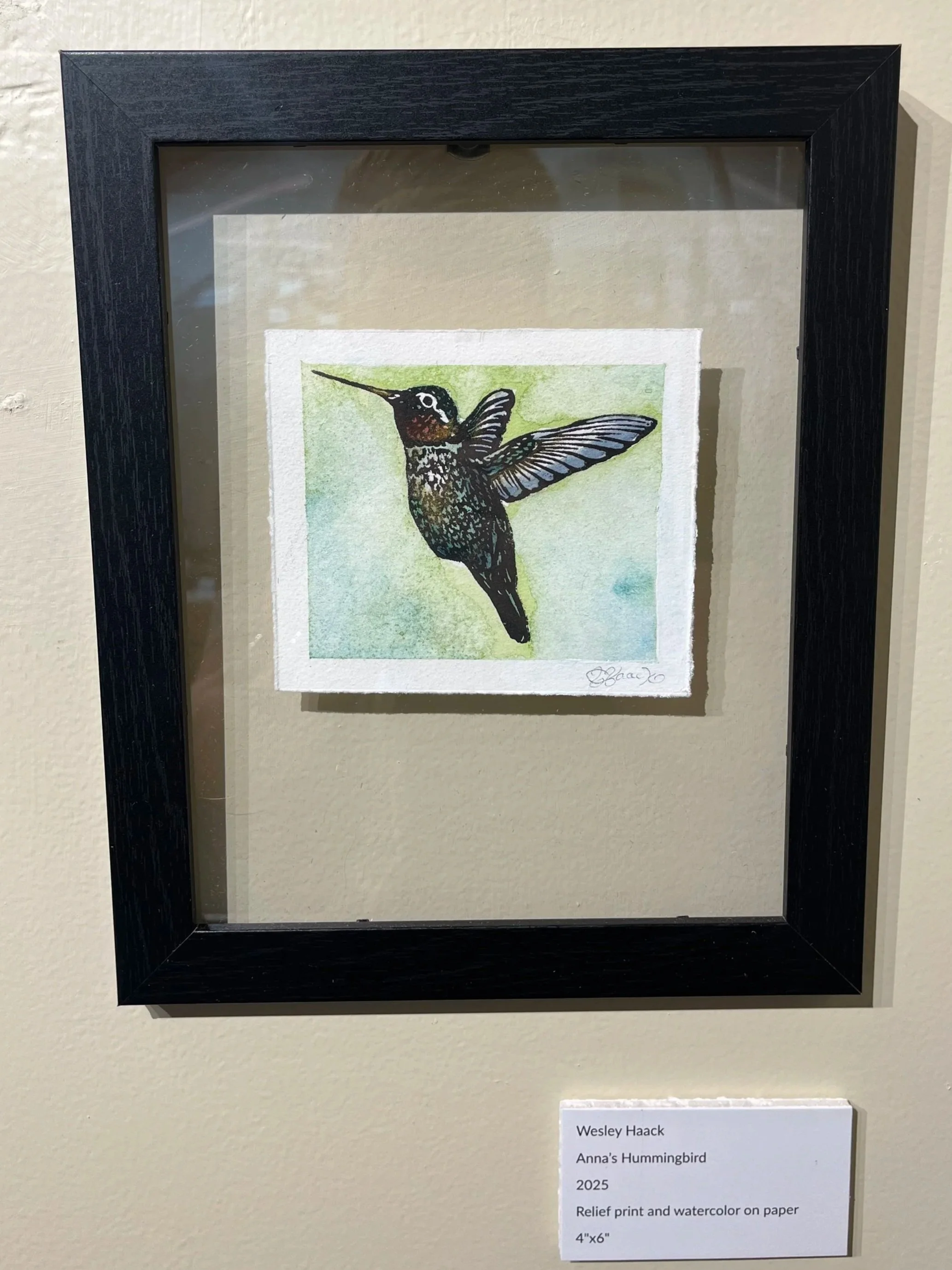 Anna%27s+Hummingbird.jpg
