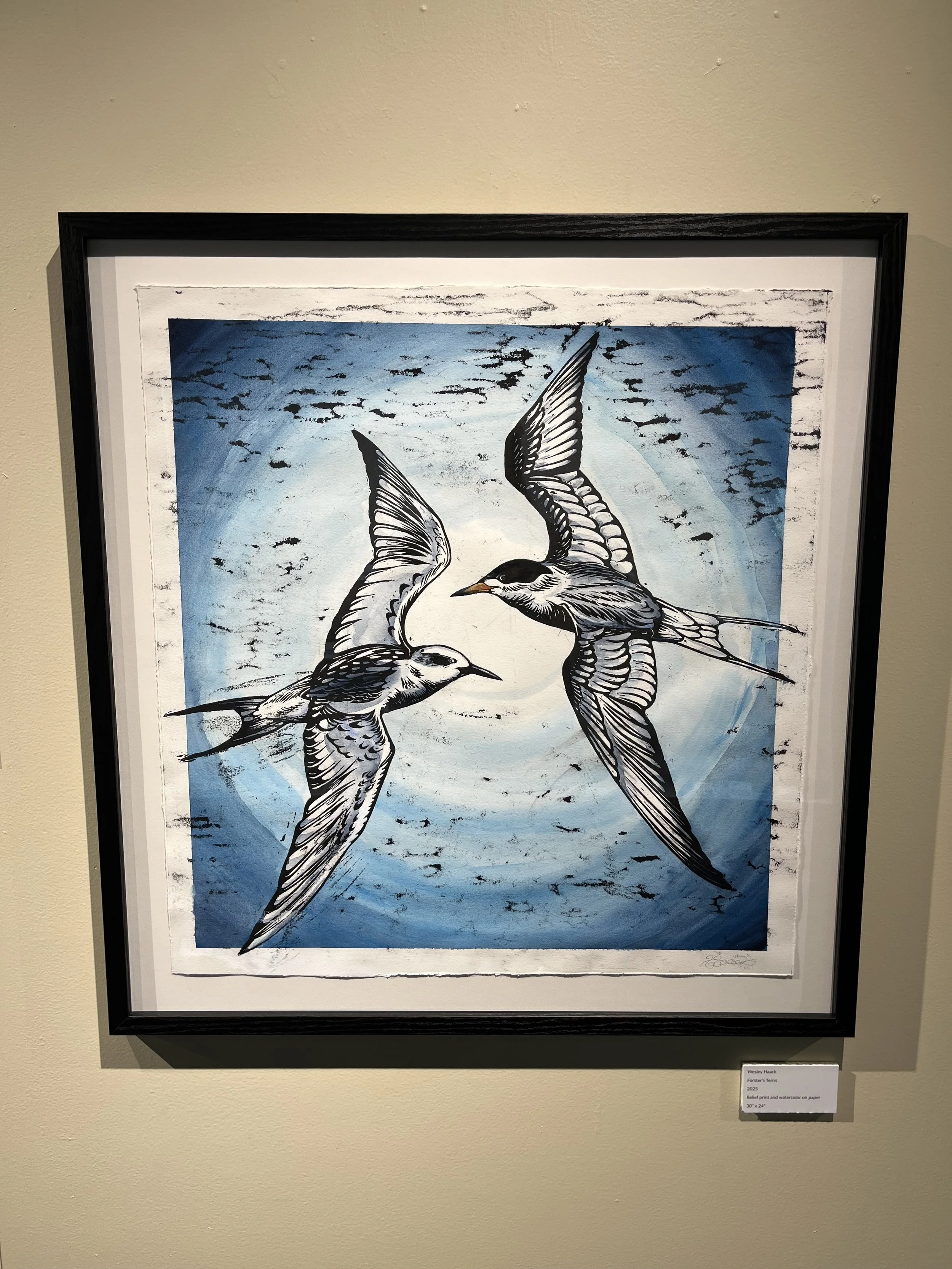 Forster's Terns.jpg