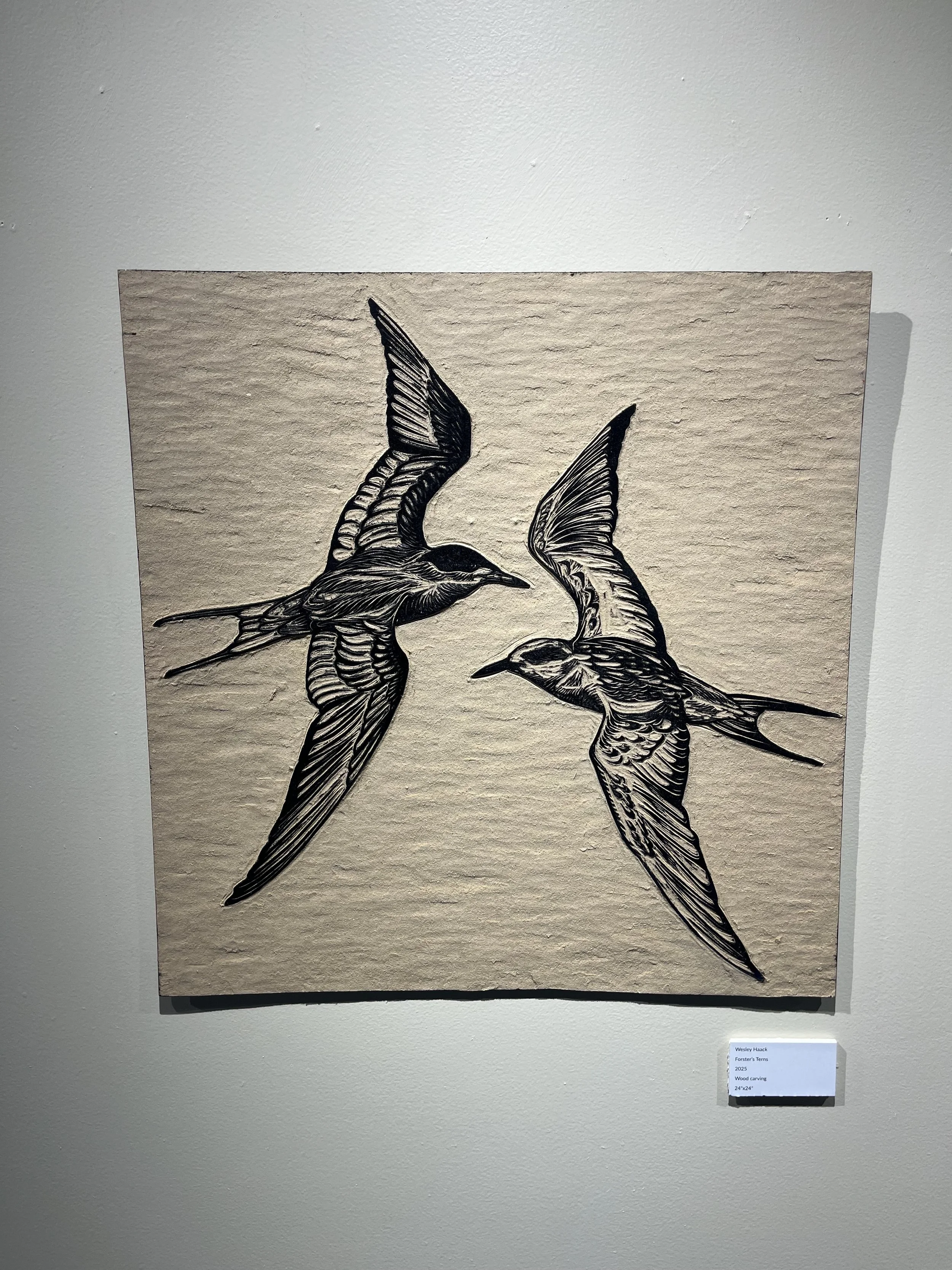 Forster's Tern woodblock