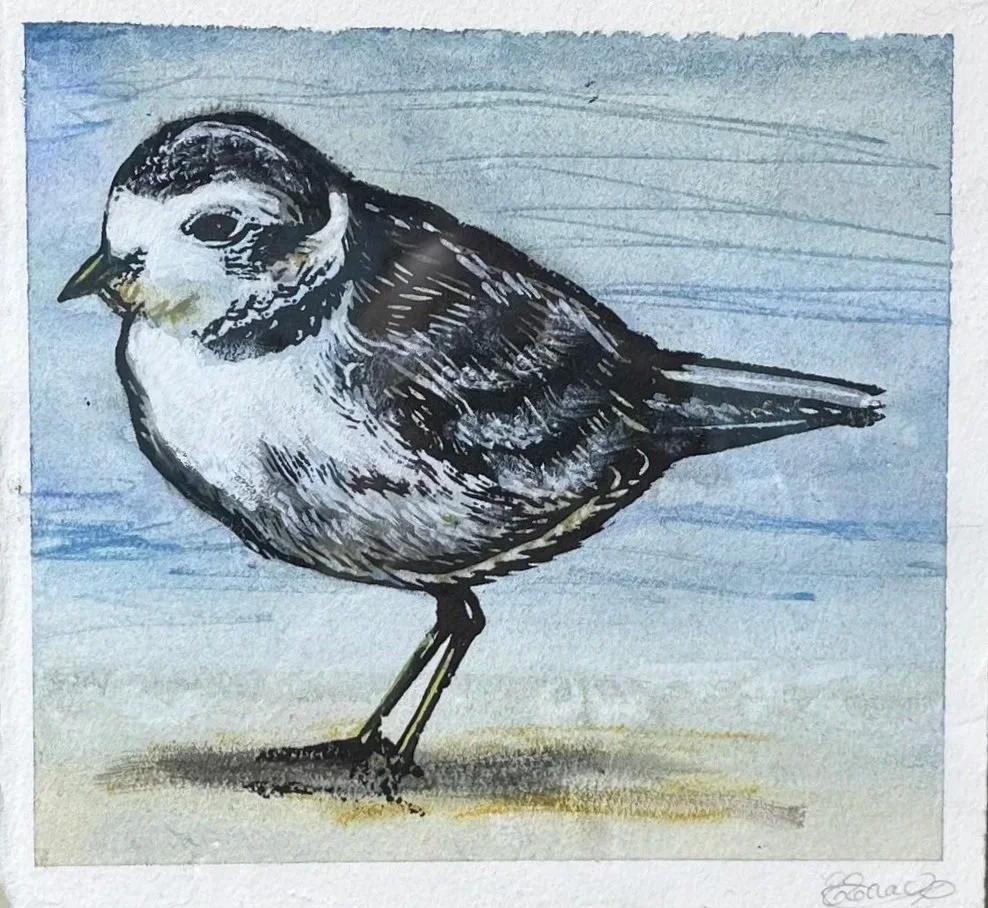 Snowy+Plover.jpg