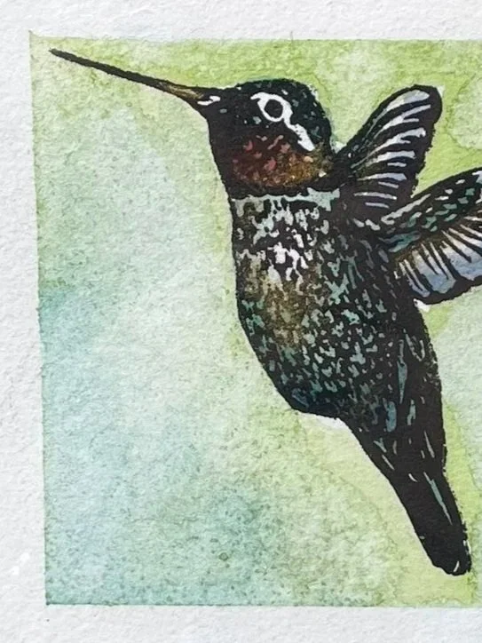 Anna%27s+Hummingbird.jpg