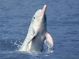 We didn't do it on porpoise
